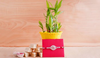 Top 10 Plant Gift Ideas for Happy Raksha Bandhan