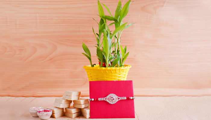 Top 10 Plant Gift Ideas for Happy Raksha Bandhan!!