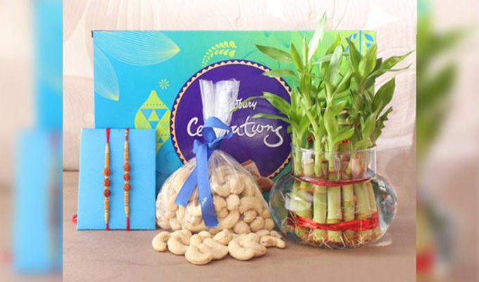 Best rakhi with plant gift hampers for brothers – Rakhi.in