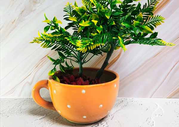 Plants with cup-shaped potters