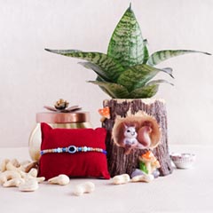 Combo of Evil Eye Rakhi N Snake Plant