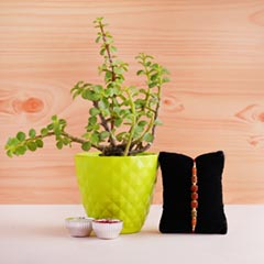 Jade Plant with Rudraksha Rakhi