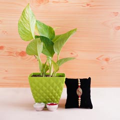 Money Plant with Golden Rakhi