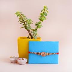 Jade Plant with Golden Rakhi
