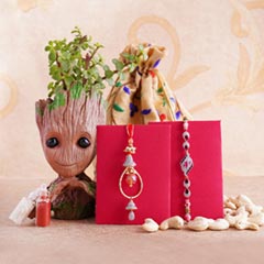 Bhaiya Bhabhi Rakhi with Jade Plant in Groot Container - Rakhi with Plants