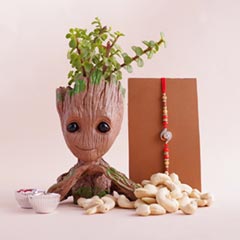 AD Rakhi N Jade Plant with Groot Container - Silver Rakhi Online