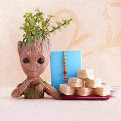 Rudraksha Rakhi with Haldiram Kaju Burfi N Jade Plant - Rakhi with Plants