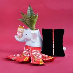 Pearl Rakhi with KitKat N Snake Plant - Rakhi with Plants