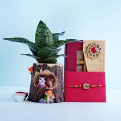 OM Rakhi with Assorted Chocolates N Snake Plant - Rakhi Sale