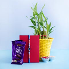 Evil Eye Rakhi with Dairy Milk N Lucky Bamboo Plant - Send Rakhi to Kanpur