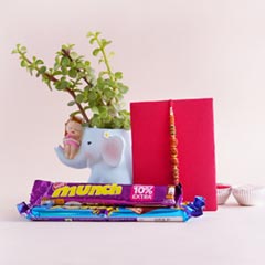Rudraksha Rakhi with Jade Plant N Chocolates - Rakhi with Plants