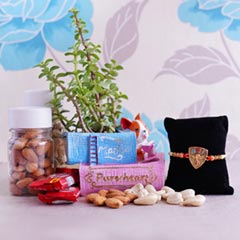 Bro Rakhi with Dryfruits Chocolates N Jade Plant - Rakhi with Plants
