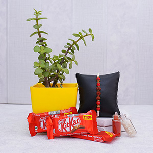 Jade Plant with Rudraksha Rakhi N KitKat - Rakhi with Plants