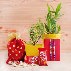 Two Evil Eye Rakhis with Lucky Bamboo Plant N Jade Plant - Rakhi with Plants