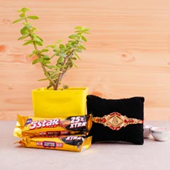 Jade Plant with Golden Rakhi N Chocolates - Rakhi with Plants