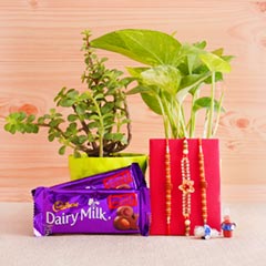 Three Rakhis with Jade Plant N Money Plant Combo - Rakhi with Plants