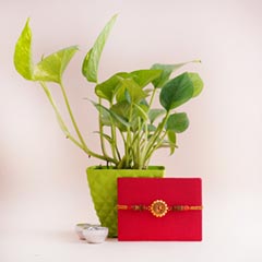 Money Plant with Golden OM Rakhi - Send Rakhi to Kanpur