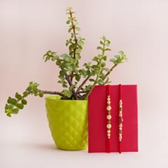 Jade Plant with Two Rakhi Set
