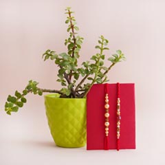 Jade Plant with Two Rakhi Set - Send Rakhi to Bhopal