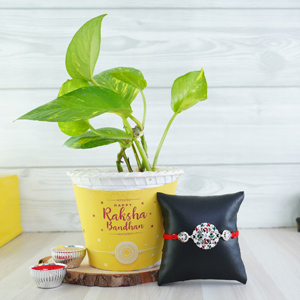 Silver Rakhi N Money Plant Combo - Rakhi with Plants