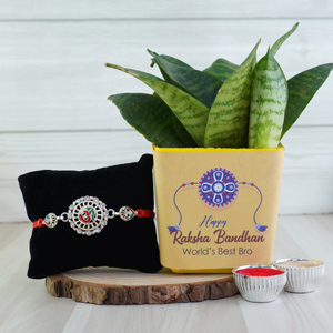 Om Silver Rakhi with Snake Plant Combo - Rakhi with Plants