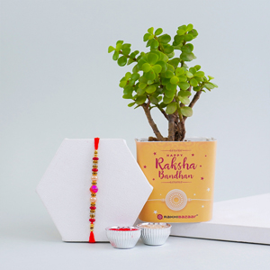 Combo of Designer Rakhi N Jade Plant - Rakhi with Plants