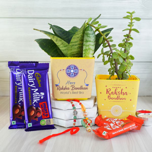 Bhaiya Bhabi Rakhi Set with Plants N Chocolates - Rakhi with Plants